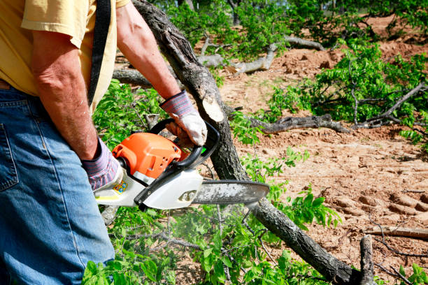 Reliable Walnut Ridge, AR Tree Service Solutions